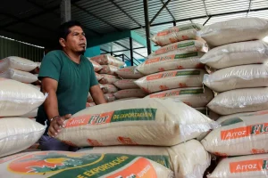 Ecuador recupera el mercado colombiano: exportaciones de arroz por vía terrestre vuelven a dinamizar al sector agrícola